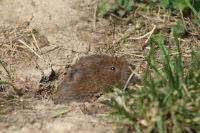 Sommerfest Baumberge 2010 284